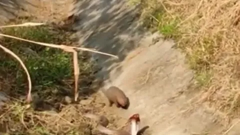 CLIP: Bị cầy mangut bất ngờ 'đánh úp' rồi lôi đi, rắn hổ mang đón nhận cái kết khó ngờ