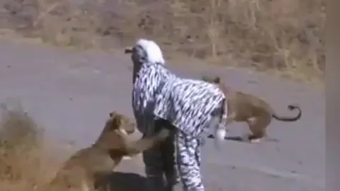 CLIP: Đóng giả ngựa vằn để trêu sư tử, 2 nam thanh niên suýt phải trả giá bằng cả tính mạng