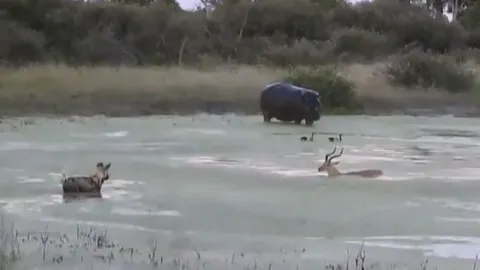 CLIP: Linh dương Impala mắc kẹt giữa hiểm họa, trên bờ chó hoang, dưới nước hà mã