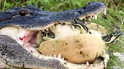 CLIP: Cá sấu bắt được rùa nhưng đành bất lực trước lớp mai cứng như thép