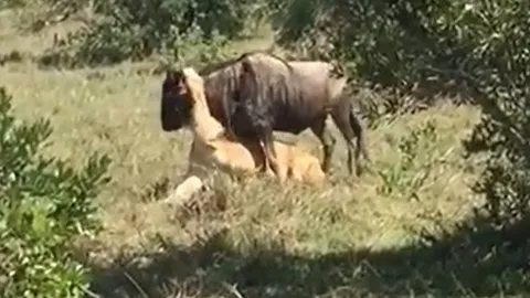 CLIP: Linh dương đầu bò chiến đấu quyết liệt giành sự sống trước hàm răng của sư tử