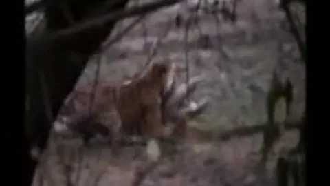 CLIP: Hổ săn cá sấu khổng lồ chỉ trong chớp mắt