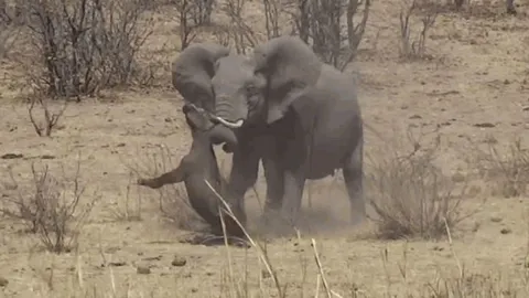 CLIP: Voi châu Phi bỗng nhiên nổi cơn thịnh nộ, lao lại hành hạ trâu rừng cho đến chết