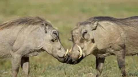 CLIP: Lợn bướu ác chiến đẫm máu để tranh giành lãnh thổ