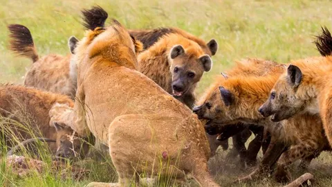 CLIP: Rơi vào thế yếu, sư tử bị bầy linh cẩu 'đánh nhừ tử'