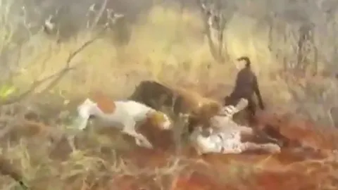 CLIP: Báo đốm quằn quại đau đớn vì bị 4 con chó săn tấn công