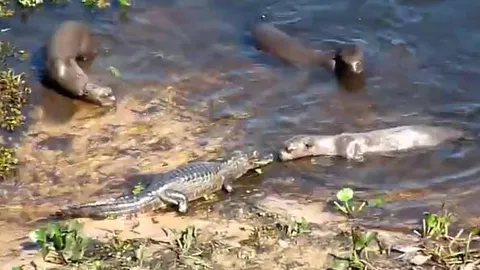 CLIP: Đụng độ đàn rái cá, cá sấu nhận cái kết khó tin