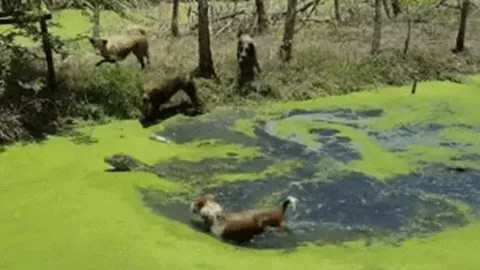 CLIP: Bị 4 con chó nhà tấn công dưới nước, kỳ đà vẫn tạo nên kỳ tích