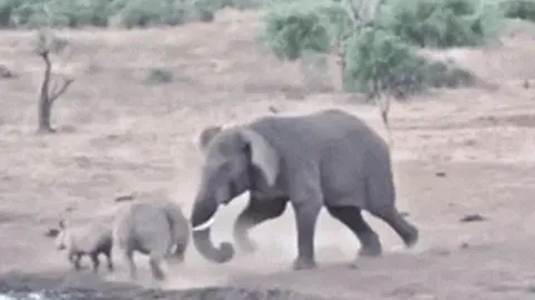 CLIP: Đang uống nước, mẹ con tê giác bị voi rừng điên cuồng truy sát và cái kết