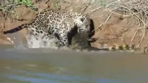 CLIP: Báo đốm phi thân xuống nước, 1 phát tóm gọn 'chúa tể đầm lầy'