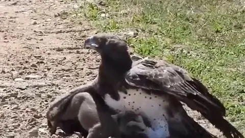 CLIP: Vừa săn được lợn lòi, đại bàng đã làm ra hành động gây sốc