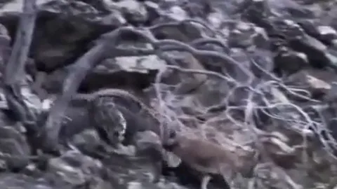 CLIP: Bị báo tuyết tóm được, dê núi vẫn có màn tẩu thoát khó tin