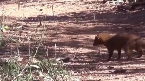 CLIP: Cầy Mangut dũng mãnh hạ gục rắn mamba đen trong trận chiến nghẹt thở