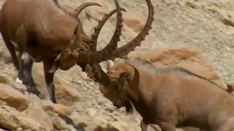 CLIP: Cuộc chiến sinh tử giành quyền giao phối của dê núi Alps