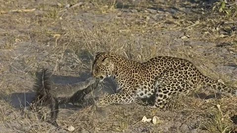 CLIP: Lửng mật cả gan chiến đấu sinh tử với báo hoa mai