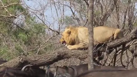 CLIP: Sư tử co ro trốn trên cây khi bị đàn trâu rừng truy sát