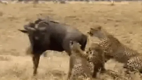 CLIP: Bị 4 con báo săn cắn xé, linh dương đầu bò vẫn có màn 'lội ngược dòng' ngoạn mục