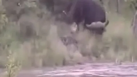 CLIP: Thấy đồng loại bị cá sấu tấn công, trâu rừng nổi điên lao vào truy sát kẻ đi săn
