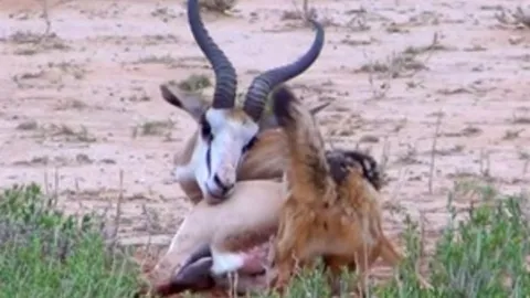 CLIP: Cuộc chiến sinh tồn, linh dương Impala gục ngã trước chó rừng