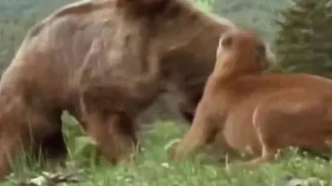 CLIP: Báo sư tử liều mạng chiến đấu với gấu xám để bảo vệ con và cái kết