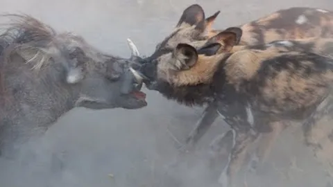 CLIP: Dù ẩn nấp kỹ trong hang, lợn bướu vẫn không thoát khỏi bầy chó hoang tàn nhẫn