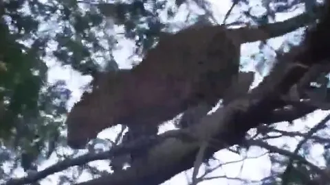 CLIP: Liều mạng leo cây săn khỉ đầu chó, báo hoa mai nhận cái kết đầy đau đớn