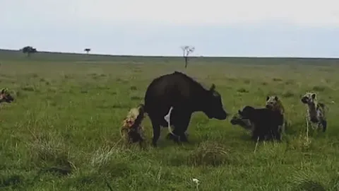 CLIP: Trâu đầu đàn xuất hiện như 'vị anh hùng', giải cứu mẹ con trâu rừng khỏi nanh vuốt của bầy linh cẩu hung hãn