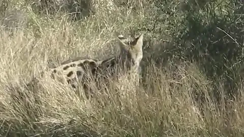 CLIP: Linh miêu đồng cỏ hạ gục rắn mamba đen khổng lồ chỉ trong vài phút