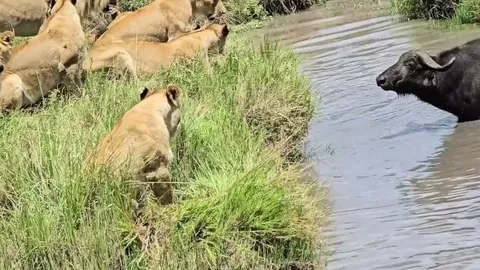 CLIP: Trâu rừng 'đơn thương độc mã' chống lại cả đàn sư tử