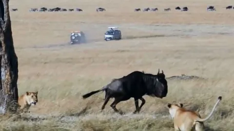 CLIP: Linh dương đầu bò đơn độc ác chiến với 3 con sư tử giành sự sống