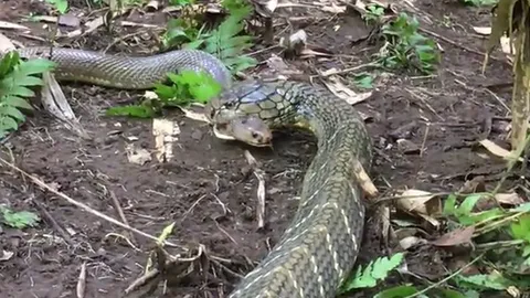 CLIP: Trận chiến sinh tử giữa hai loài rắn độc, hổ mang chúa khuất phục hổ mang phun độc