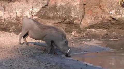 CLIP: Phút sinh tử, lợn rừng và hươu thoát khỏi cú đớp tử thần của cá sấu