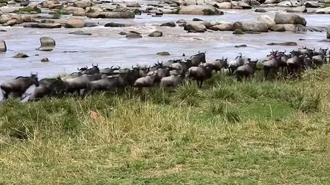 CLIP: Sư tử cái xoắn đít bỏ chạy khi bị linh dương đầu bò phản công ngoạn mục