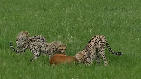 CLIP: Chủ quan phút chốc, báo săn đánh rơi "chiến lợi phẩm" trong gang tấc