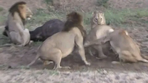 CLIP: Sư tử ác chiến dữ dội, tạo cơ hội cho trâu rừng thoát chết khó tin