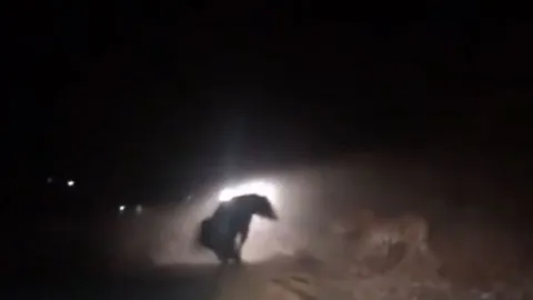 CLIP: Cuộc đối đầu kịch tính giữa gấu đen và hổ trong màn đêm