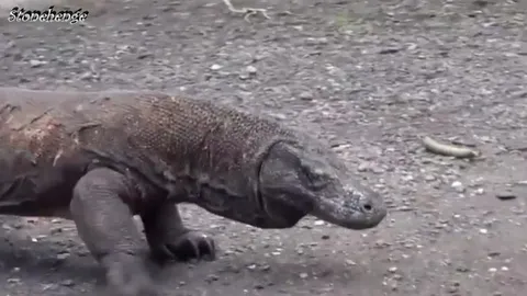 CLIP: Những pha săn mồi rùng rợn của “sát thủ máu lạnh” rồng Komodo