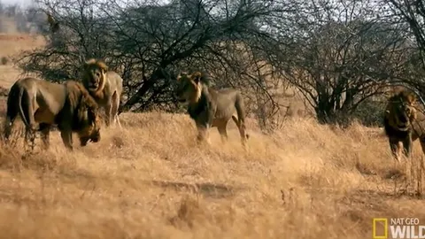 CLIP: Trận chiến truất ngôi vương nổi dậy đẫm máu của bầy sư tử