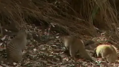 CLIP: Liều mình lao vào hang săn cầy mangut con, rắn hổ mang nhận kết cục bi thảm