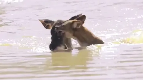 CLIP: Cuộc tử chiến nghẹt thở giữa nai và bầy chó hoang bên dòng sông dữ