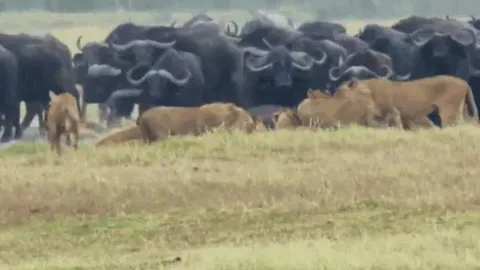 CLIP: Thấy đồng loại bị đàn sư tử cắn xé, trâu rừng kéo '500 anh em' tới giải cứu và cái kết