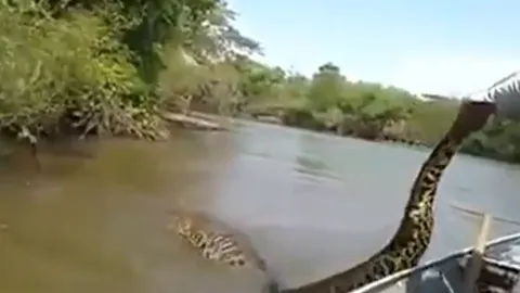 CLIP: Dùng tay không bắt trăn 'khủng', người đàn ông suýt phải trả giá đắt