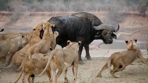 CLIP: Trâu rừng tử nạn khi bị bầy sư tử 'đánh hội đồng'