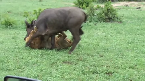 CLIP: Top 5 pha săn trâu rừng mãn nhãn của "chúa tể đồng cỏ"