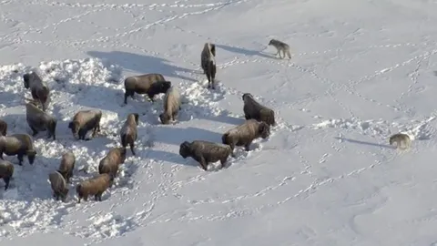 CLIP: Bò xạ hương mẹ vô tình tiếp tay cho bầy sói sát hại con mình