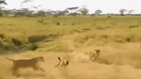 CLIP: Vô tình đi tới địa bàn sư tử kiếm ăn, linh cẩu nhận ngay cái kết bi thảm