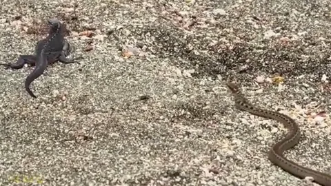 CLIP: Cự đà thoát chết thần kỳ khi bị đàn rắn độc truy sát như phim hành động