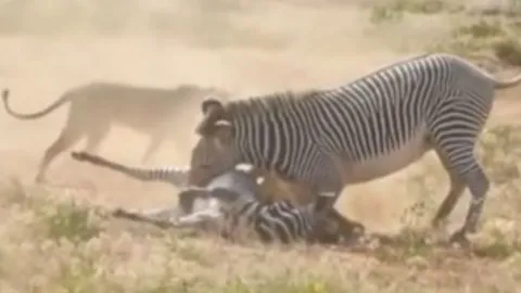 CLIP: Ngựa vằn mẹ bất chấp hiểm nguy, liều mình chiến đấu giành lại con từ nanh vuốt tử thần