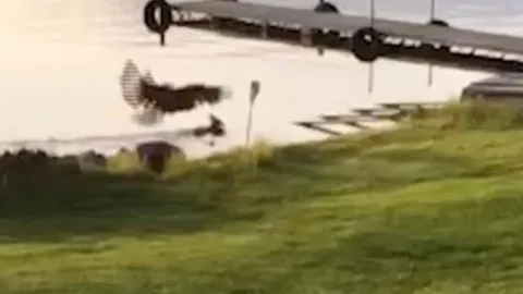 CLIP: Đại bàng đầu trắng tung đòn sát thủ, dìm chết hươu sao dưới hồ để xé xác ăn thịt