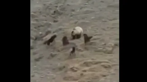 CLIP: Chó ngao Tây Tạng dùng chiến thuật thông minh đánh bật cả gấu hoang